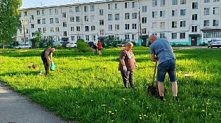Высадка деревьев на придомовой территории